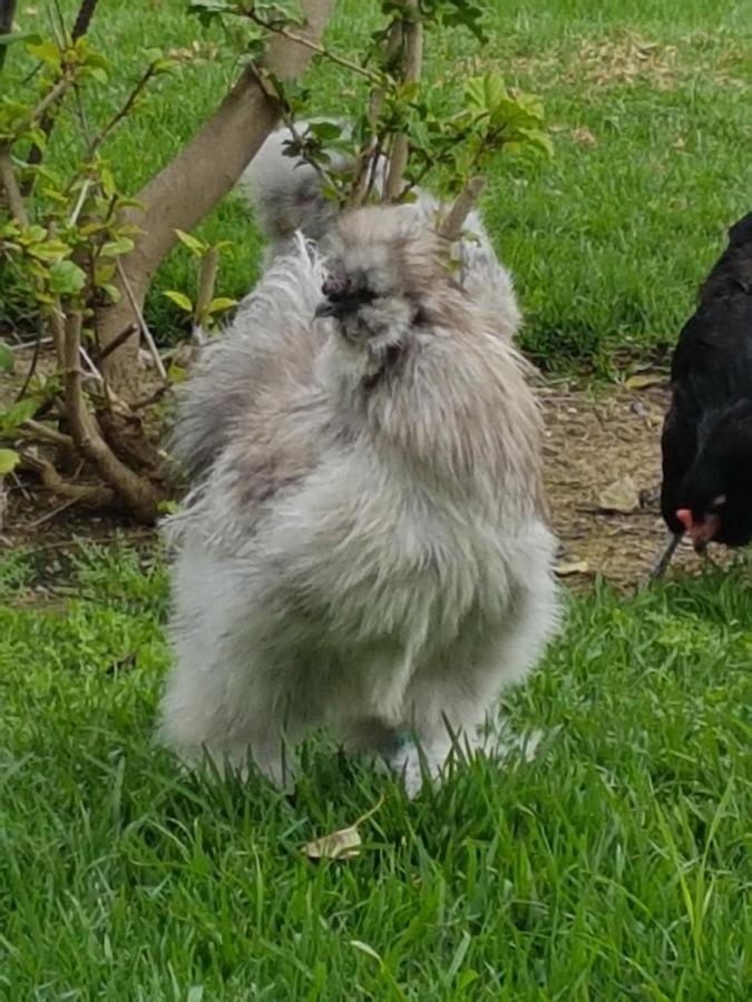Alhaurín el Grande Finca La Gallina Blanca מראה חיצוני תמונה